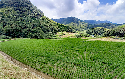 農園風景